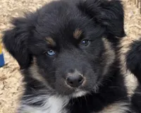 Neil Akc, a male Australian Shepherd for sale in Mineola, TX – Photo 1 of 9