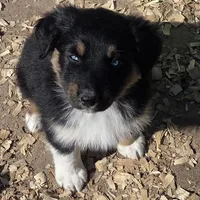 Naomi, AKC, a female Australian Shepherd for sale in Mineola, TX – Photo 3 of 9