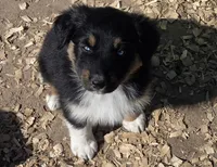 Naomi, AKC, a female Australian Shepherd for sale in Mineola, TX – Photo 3 of 9