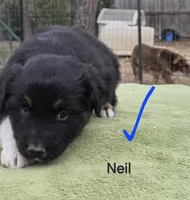 Neil Akc, a male Australian Shepherd for sale in Mineola, TX – Photo 8 of 9