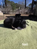 Neil Akc, a male Australian Shepherd for sale in Mineola, TX – Photo 5 of 9
