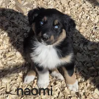 Naomi, AKC, a female Australian Shepherd for sale in Mineola, TX – Photo 2 of 9