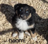 Naomi, AKC, a female Australian Shepherd for sale in Mineola, TX – Photo 2 of 9