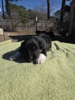 Neil Akc, a male Australian Shepherd for sale in Mineola, TX – Photo 7 of 9