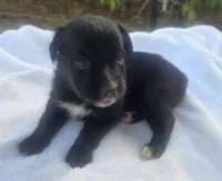 Remi, ASDR, a female Australian Shepherd for sale in Mineola, TX – 9 of 10