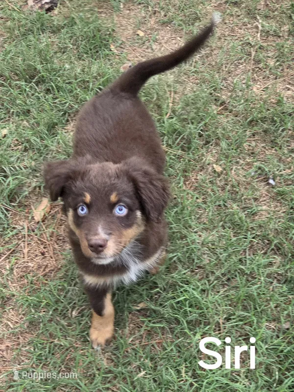 Siri – Australian Shepherd puppy for sale in Mineola, TX