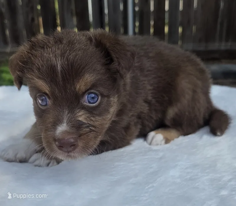 Sebastian – Australian Shepherd puppy for sale in Mineola, TX