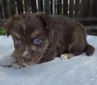 Sebastian, a male Australian Shepherd for sale in Mineola, TX – 1 of 3