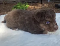 Sebastian, a male Australian Shepherd for sale in Mineola, TX – 2 of 3