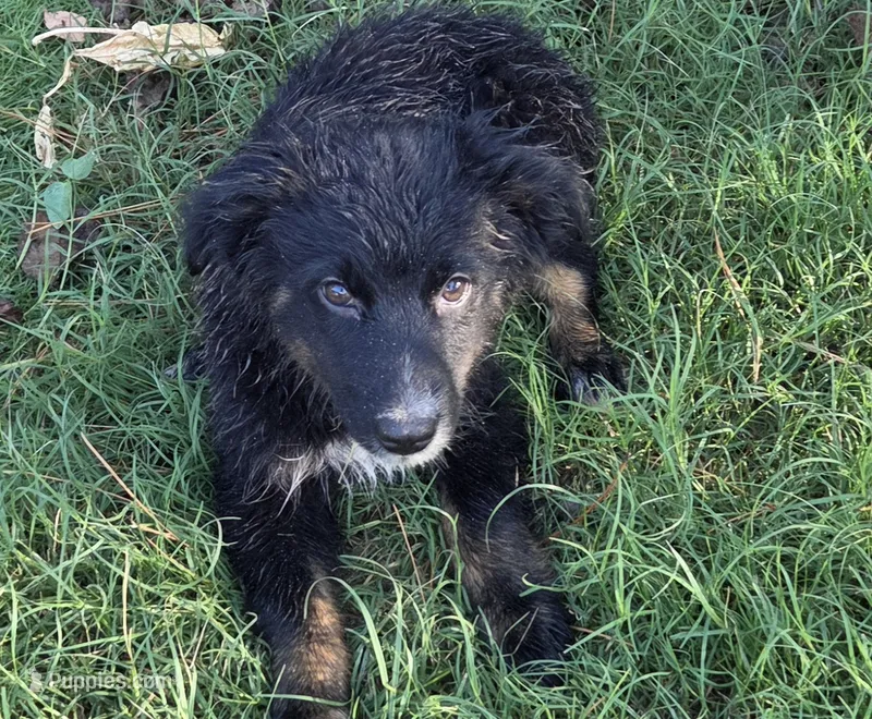Remi, ASDR – Australian Shepherd puppy for sale in Mineola, TX