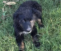 Remi, ASDR, a female Australian Shepherd for sale in Mineola, TX – 1 of 10