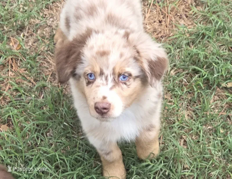 Spence – Australian Shepherd puppy for sale in Mineola, TX
