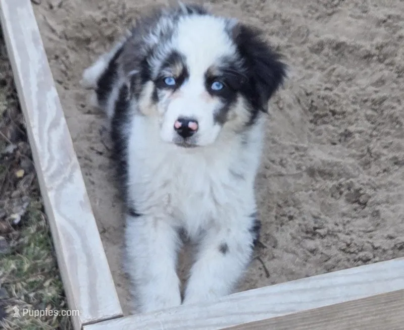 Octavia, AKC – Australian Shepherd puppy for sale in Mineola, TX