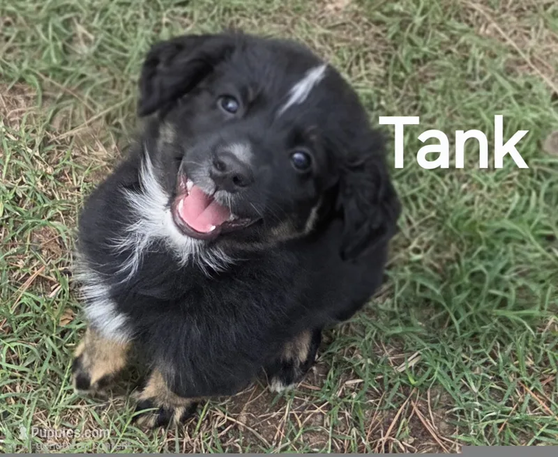 Tank – Australian Shepherd puppy for sale in Mineola, TX