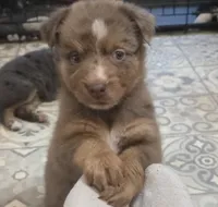 River, ASDR, a male Australian Shepherd for sale in Mineola, TX – 9 of 9