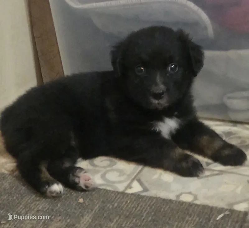 Remi, ASDR – Australian Shepherd puppy for sale in Mineola, TX