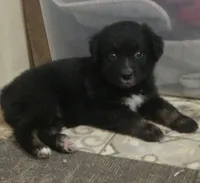 Remi, ASDR, a female Australian Shepherd for sale in Mineola, TX – 4 of 10