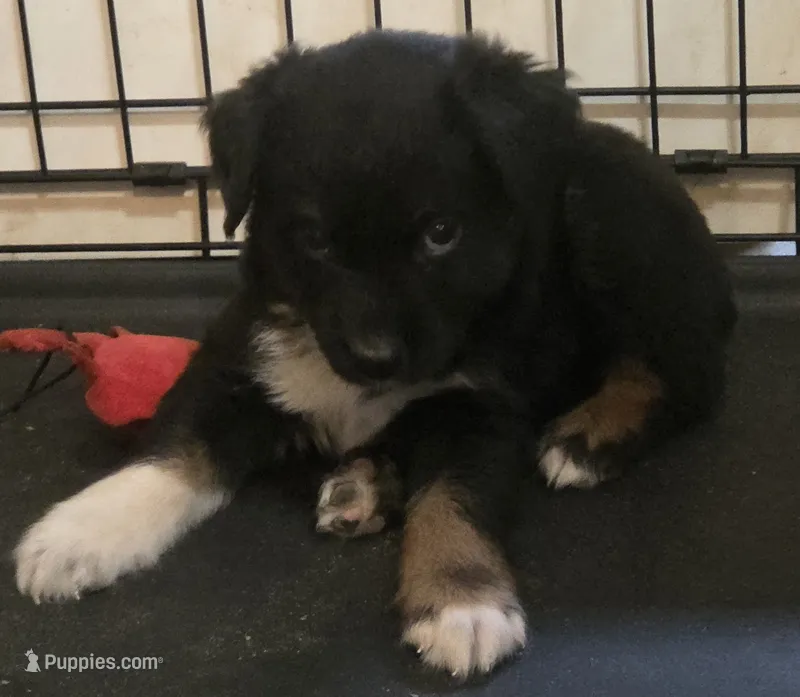 Rowan, ASDR – Australian Shepherd puppy for sale in Mineola, TX