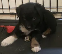 Rowan, ASDR, a male Australian Shepherd for sale in Mineola, TX – 2 of 8