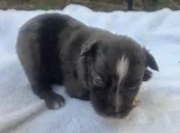Ronald, ASDR, a male Australian Shepherd for sale in Mineola, TX – 7 of 10