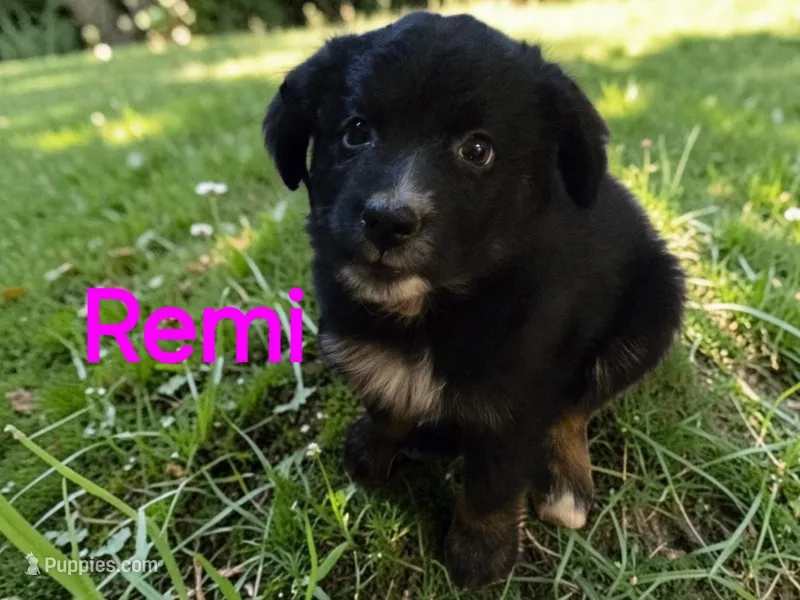 Remi, ASDR – Australian Shepherd puppy for sale in Mineola, TX