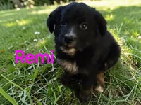 Remi, ASDR, a female Australian Shepherd for sale in Mineola, TX – 1 of 10
