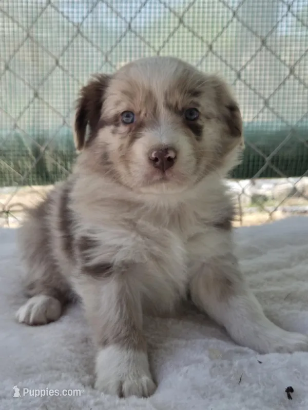 Queenie, ASDR – Australian Shepherd puppy for sale in Mineola, TX