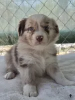 Queenie, ASDR, a female Australian Shepherd for sale in Mineola, TX – 3 of 8