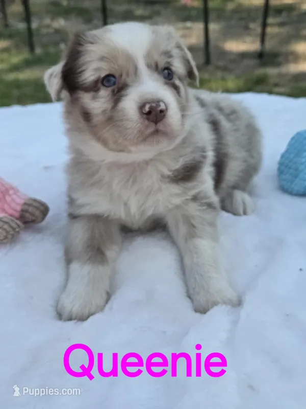 Queenie, ASDR – Australian Shepherd puppy for sale in Mineola, TX