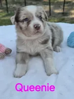 Queenie, ASDR, a female Australian Shepherd for sale in Mineola, TX – Photo 1 of 4