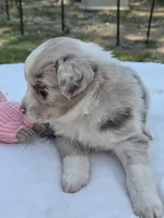 Queenie, ASDR, a female Australian Shepherd for sale in Mineola, TX – Photo 3 of 4