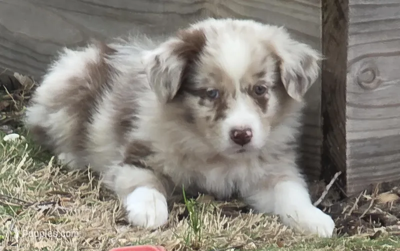 Queenie, ASDR – Australian Shepherd puppy on hold in Mineola, TX