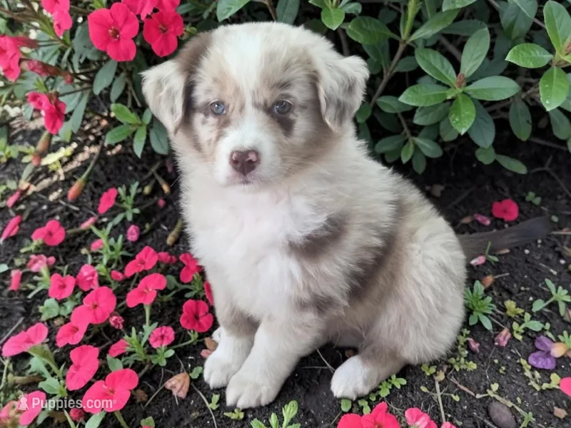 Queenie, ASDR – Australian Shepherd puppy for sale in Mineola, TX