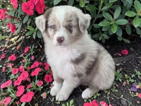 Queenie, ASDR, a female Australian Shepherd for sale in Mineola, TX – 2 of 8