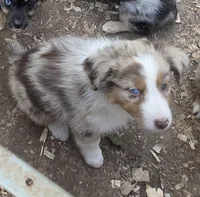 Queenie, ASDR, a female Australian Shepherd for sale in Mineola, TX – 8 of 8