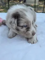 Queenie, ASDR, a female Australian Shepherd for sale in Mineola, TX – Photo 4 of 4
