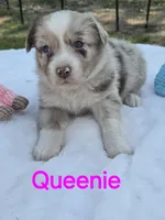 Queenie, ASDR, a female Australian Shepherd for sale in Mineola, TX – Photo 2 of 4