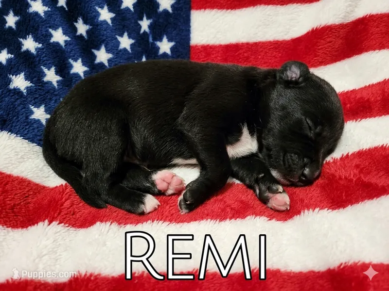 Remi, ASDR – Australian Shepherd puppy for sale in Mineola, TX