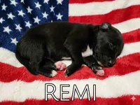 Remi, ASDR, a female Australian Shepherd for sale in Mineola, TX – 1 of 2