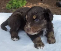 Siri, a female Australian Shepherd for sale in Mineola, TX – 2 of 3