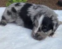 Taz, a male Australian Shepherd for sale in Mineola, TX – 3 of 3