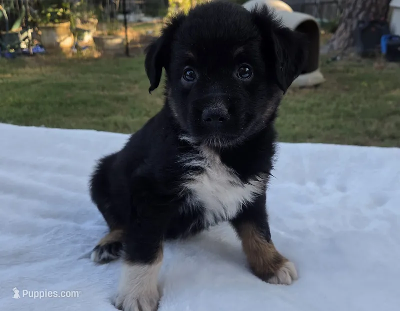 Rowan, ASDR – Australian Shepherd puppy for sale in Mineola, TX