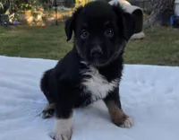 Rowan, ASDR, a male Australian Shepherd for sale in Mineola, TX – 1 of 8
