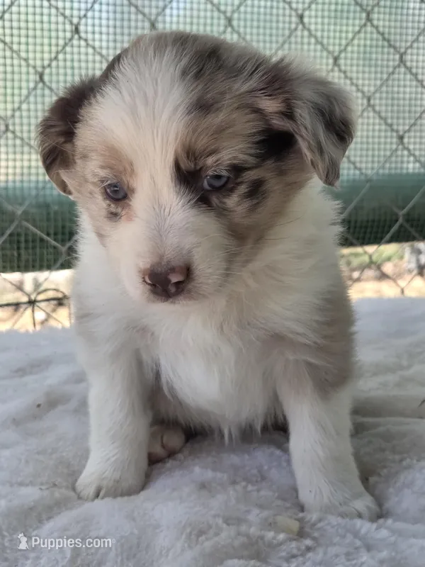 Qadira, ASDR – Australian Shepherd puppy for sale in Mineola, TX