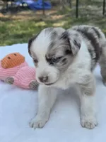 Qadira, ASDR, a female Australian Shepherd for sale in Mineola, TX – Photo 2 of 3