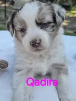 Qadira, ASDR, a female Australian Shepherd for sale in Mineola, TX – Photo 1 of 3