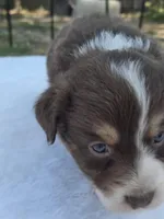 Quinta, ASDR, a female Australian Shepherd for sale in Mineola, TX – Photo 3 of 3