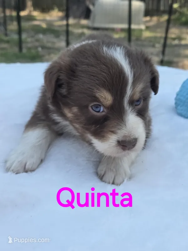 Quinta, ASDR – Australian Shepherd puppy on hold in Mineola, TX
