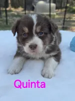 Quinta, ASDR, a female Australian Shepherd for sale in Mineola, TX – Photo 2 of 3