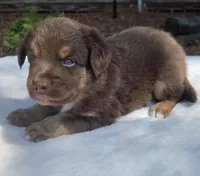 Stix, a male Australian Shepherd for sale in Mineola, TX – 2 of 3